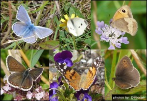 Just SOME of the butterflies spotted and photographed by Deborah